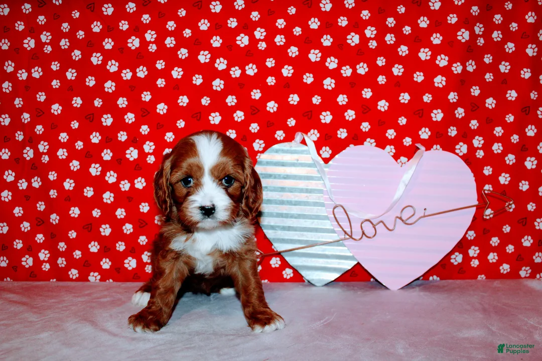 Cavalier King Charles Spaniel dogs for sale: Lexy - Ad 7