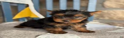 Yorkshire Terrier dogs for sale: Skylar - Ad 4