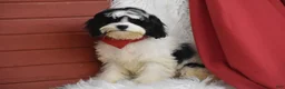 Cavachon dogs for sale: Riley - Ad 3