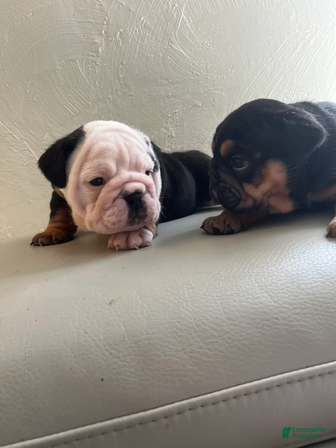 English Bulldog dogs for sale: English Bulldog 1 - Ad 2