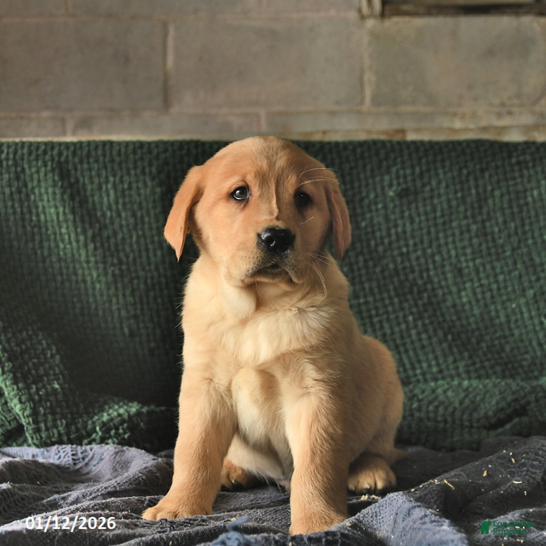 Goldador dogs for sale: Sparky  - Ad 2