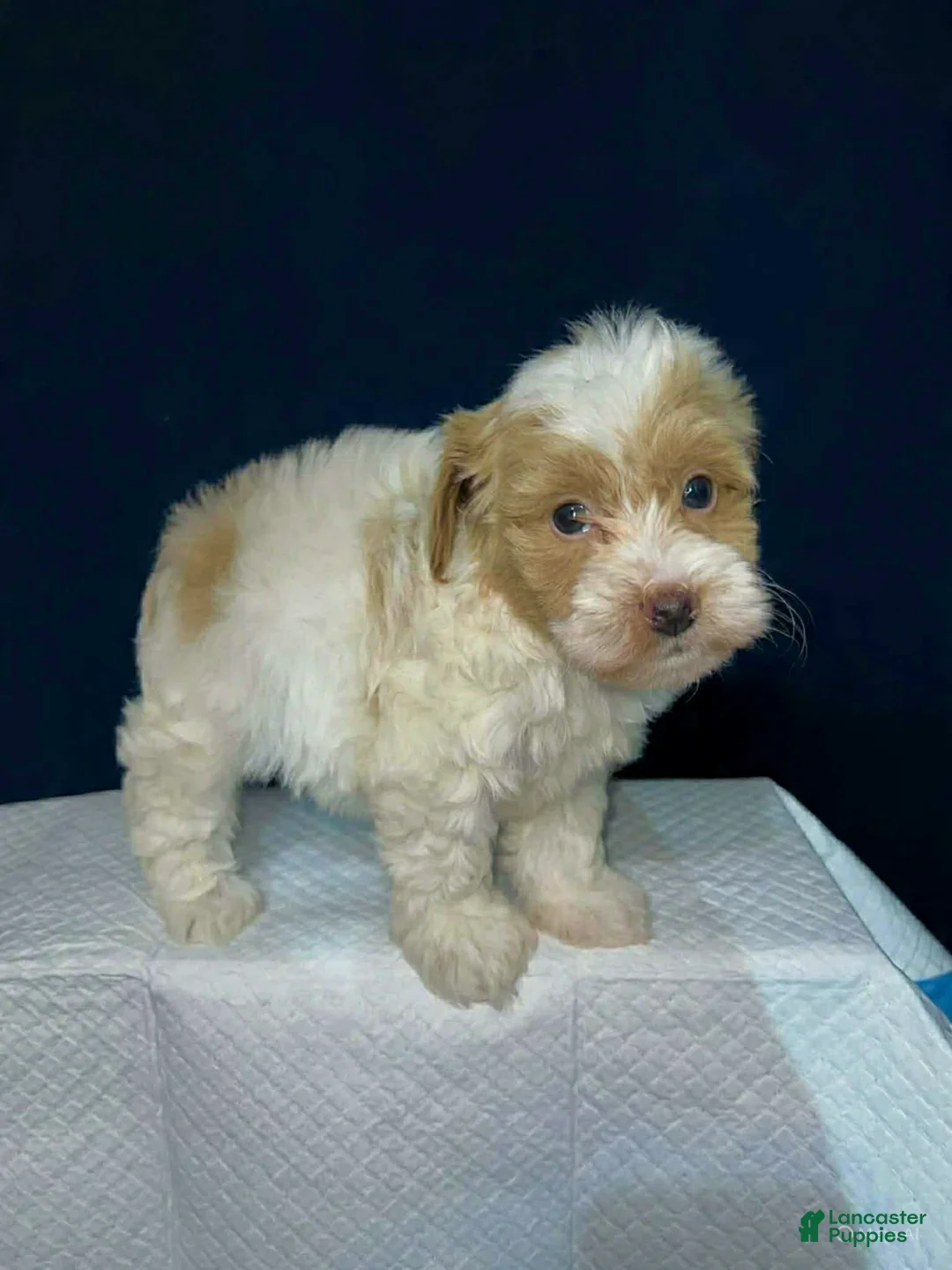 Shihpoo dogs for sale: Biscuit  - Ad 1