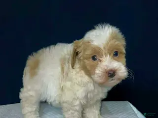 Shihpoo dogs for sale: Biscuit - Ad 3