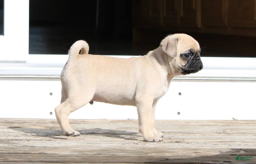 Pug dogs for sale: Max - Ad 2