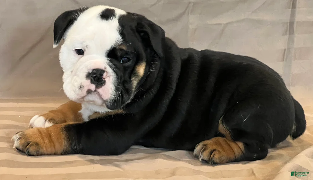 English Bulldog dogs for sale: Cupid - Ad 4