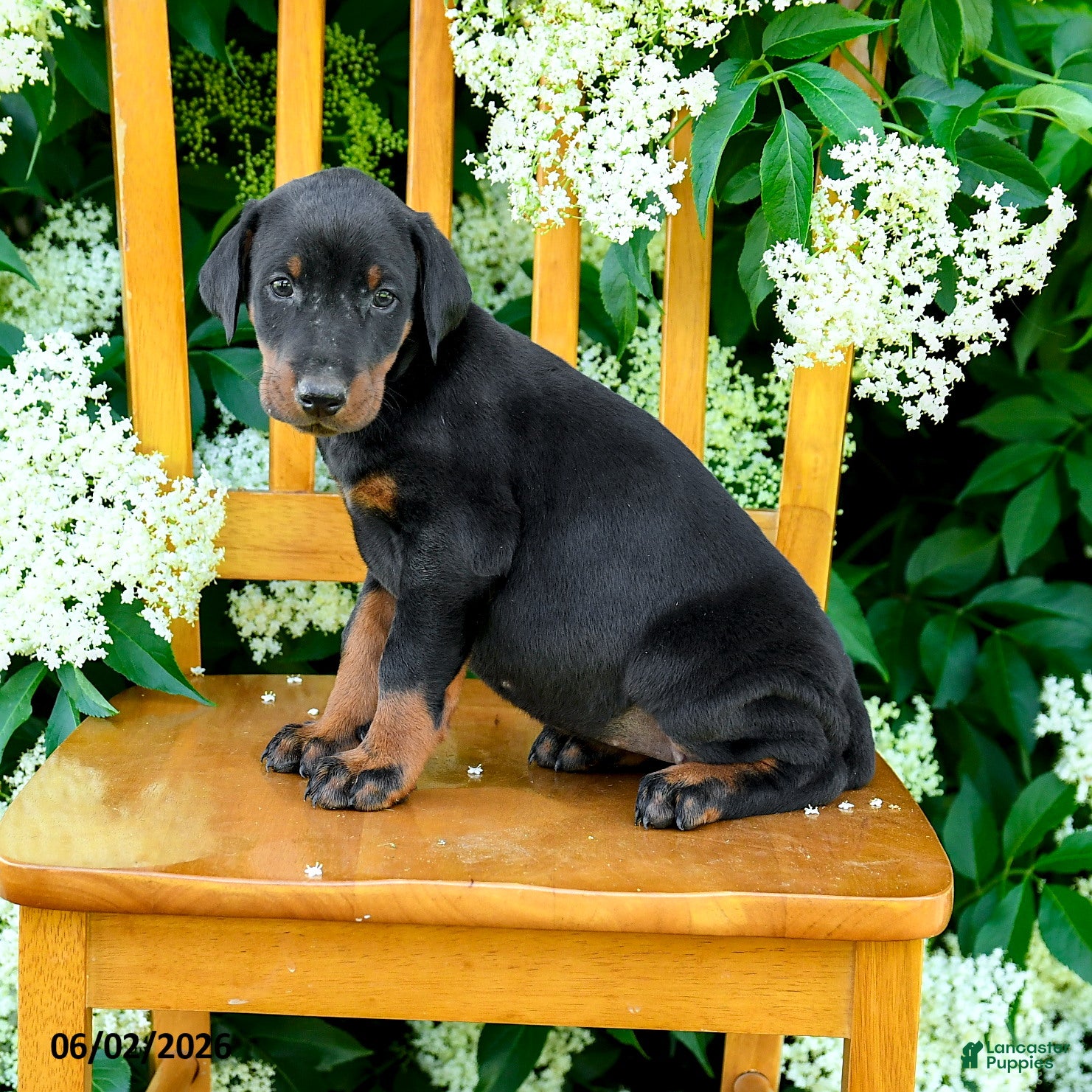 Doberman Pinscher dogs Lassie - Ad 2
