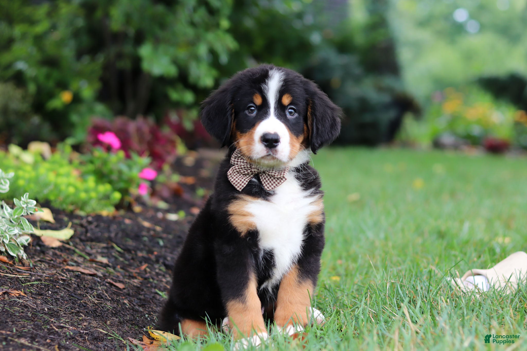 Bernese Mountain Dog dogs Theo - Ad 2