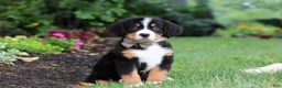 Bernese Mountain Dog dogs for sale: Theo - Ad 2
