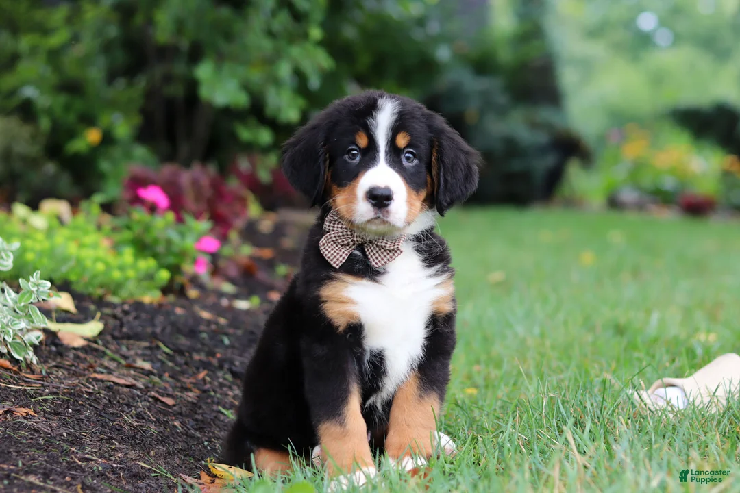 Bernese Mountain Dog dogs for sale: Theo - Ad 2