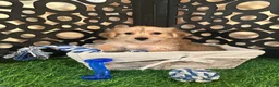 Yochon dogs for sale: Star Sweet Female Yochon Puppy - Ad 5