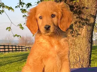 Golden Retriever dogs for sale: Markus - Ad 2