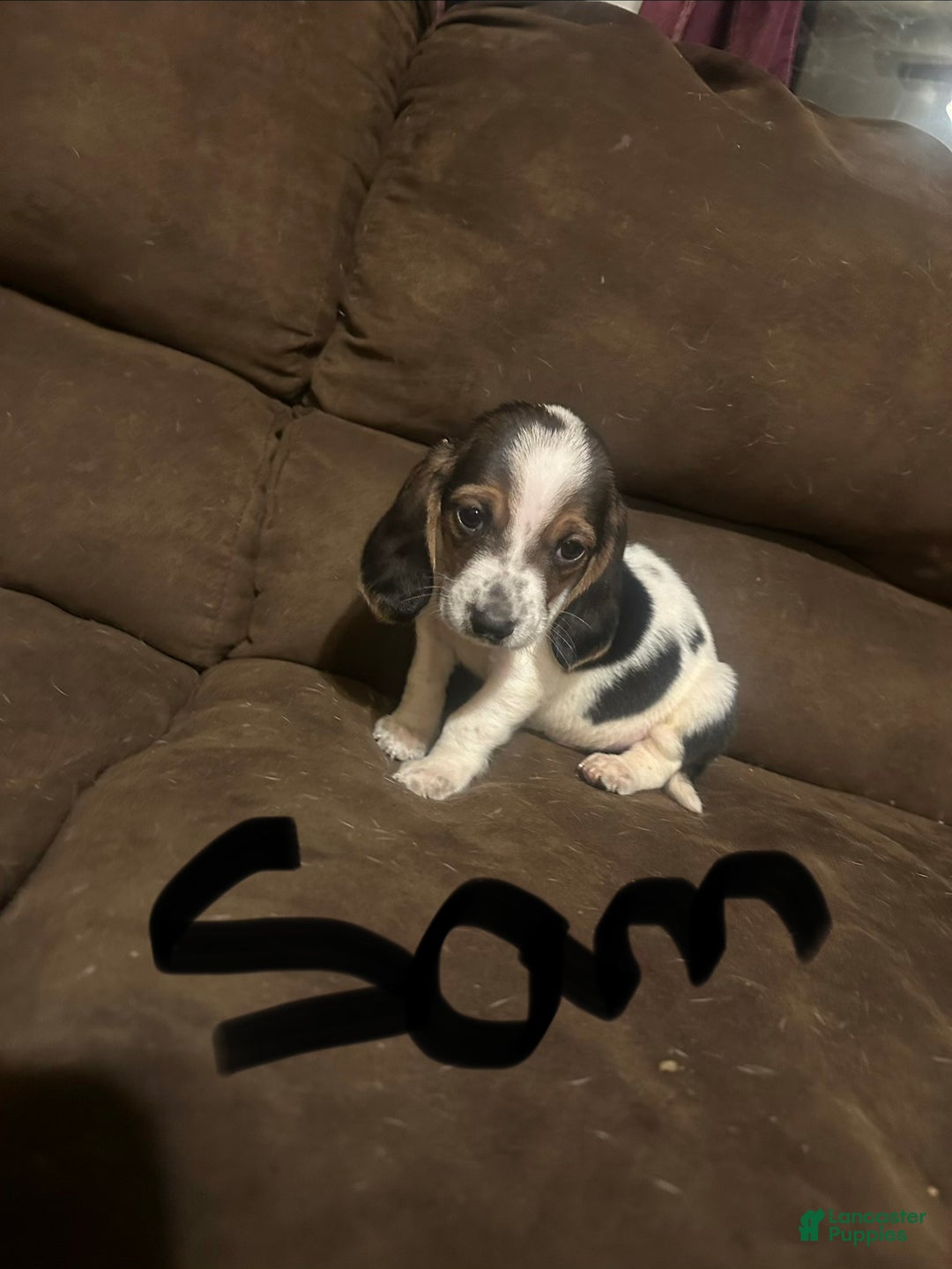 Basset Hound dogs for sale: Sam - Ad 1