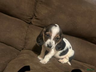 Basset Hound dogs Sam - Ad 18