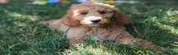 Standard Poodle dogs for sale: Leo - Ad 28