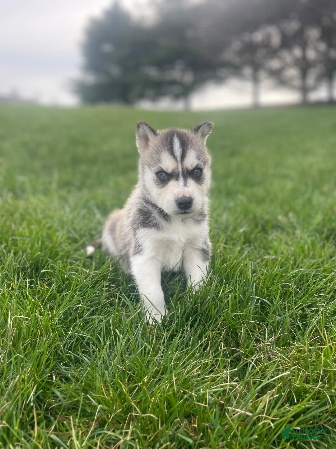 Gerberian Shepsky dogs for sale: Zeus - Ad 2