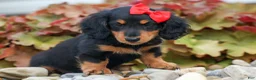Miniature Dachshund dogs for sale: Tucker 🐶 - Ad 3