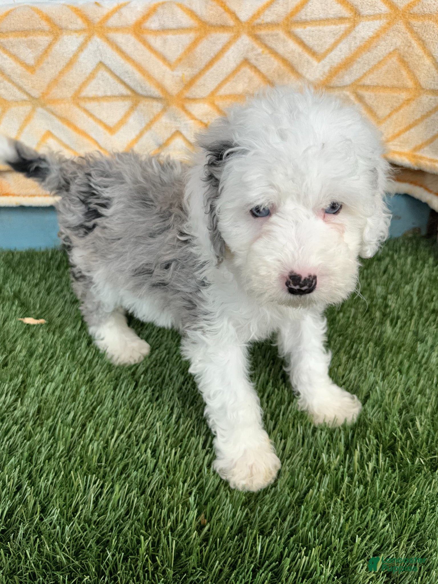 Mini Bernedoodle dogs Nitro - Ad 5