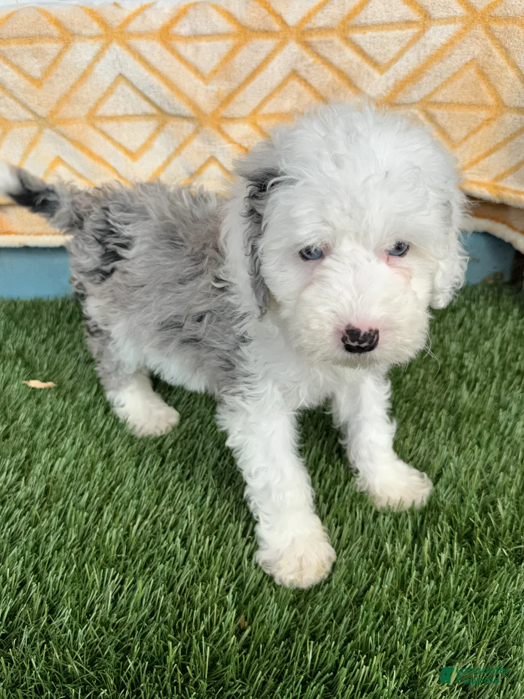 Mini Bernedoodle dogs for sale: Nitro - Ad 1