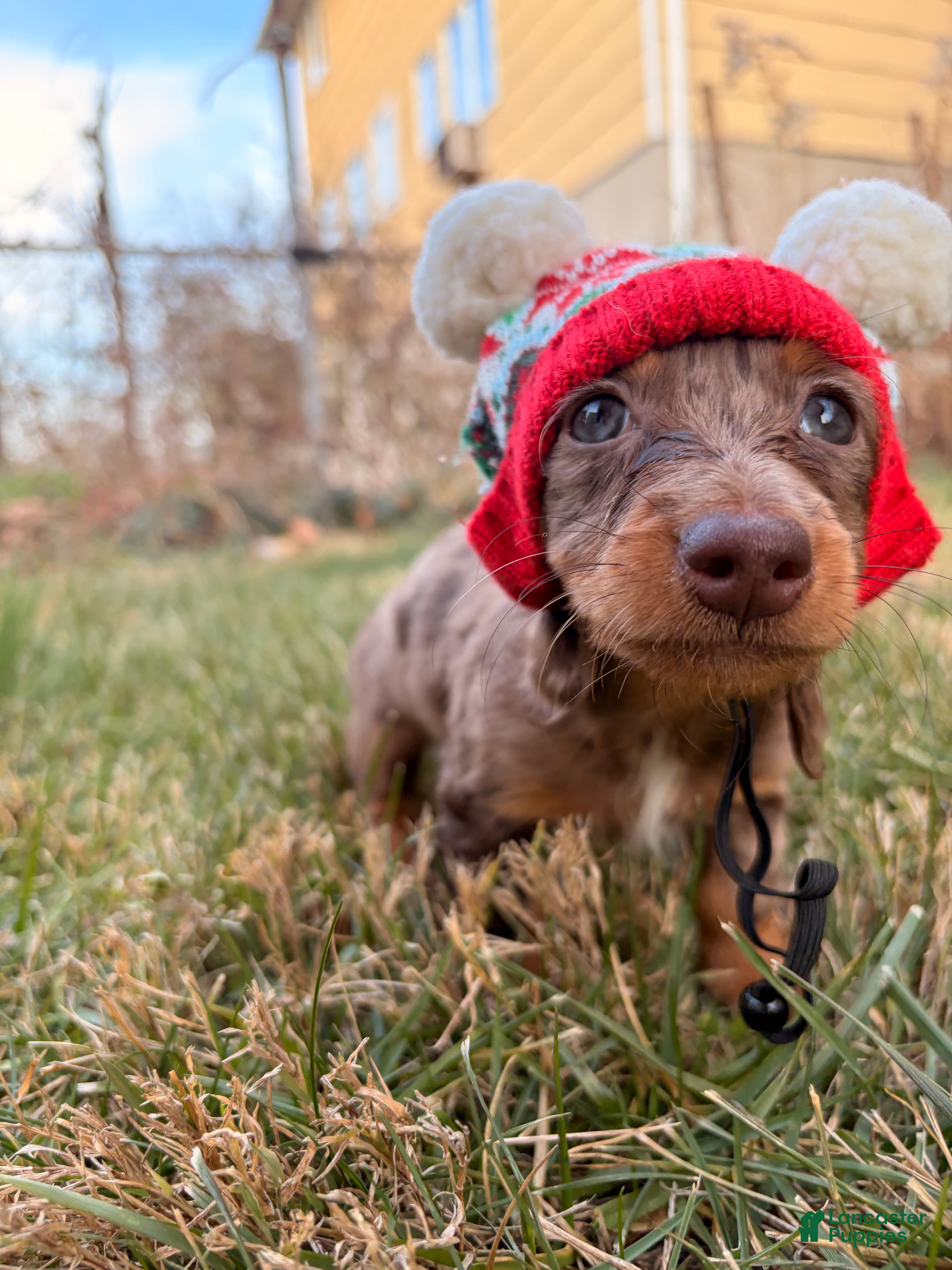 Miniature Dachshund dogs Cocoa - Ad 41