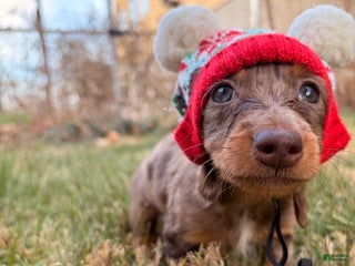 Miniature Dachshund dogs Cocoa - Ad 41