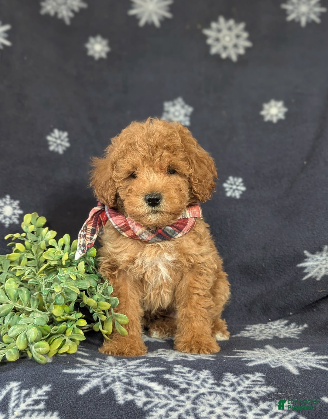 Maltipoo dogs for sale: Dale - Ad 2