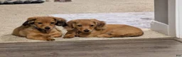 Doxiepoo dogs for sale: Mochachino - Ad 3