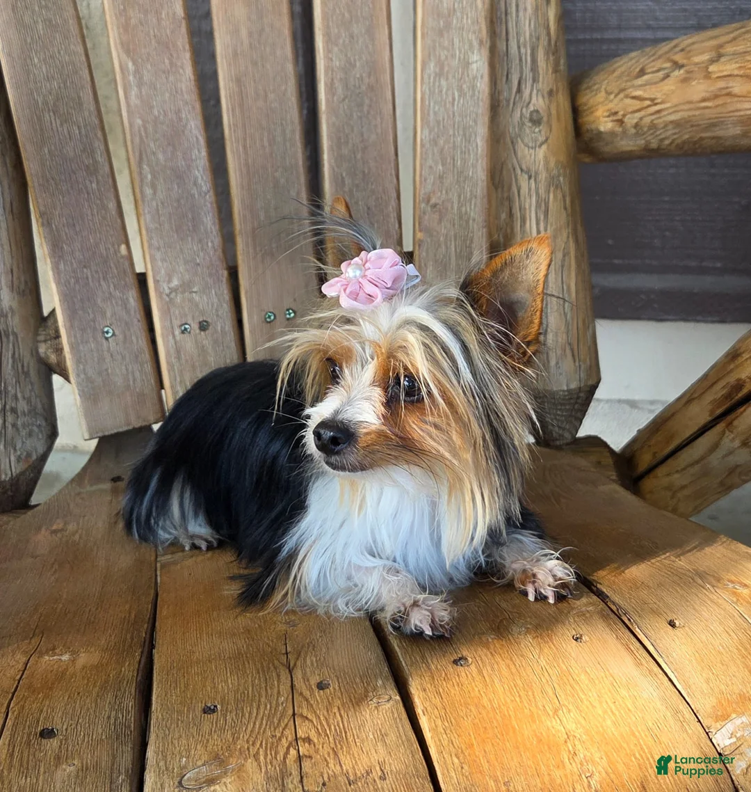 Yorkshire Terrier dogs for sale: Young Adult Yorkie  - Ad 3