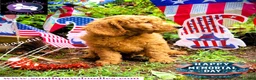 Goldendoodle dogs for sale: Bandit - Ad 4