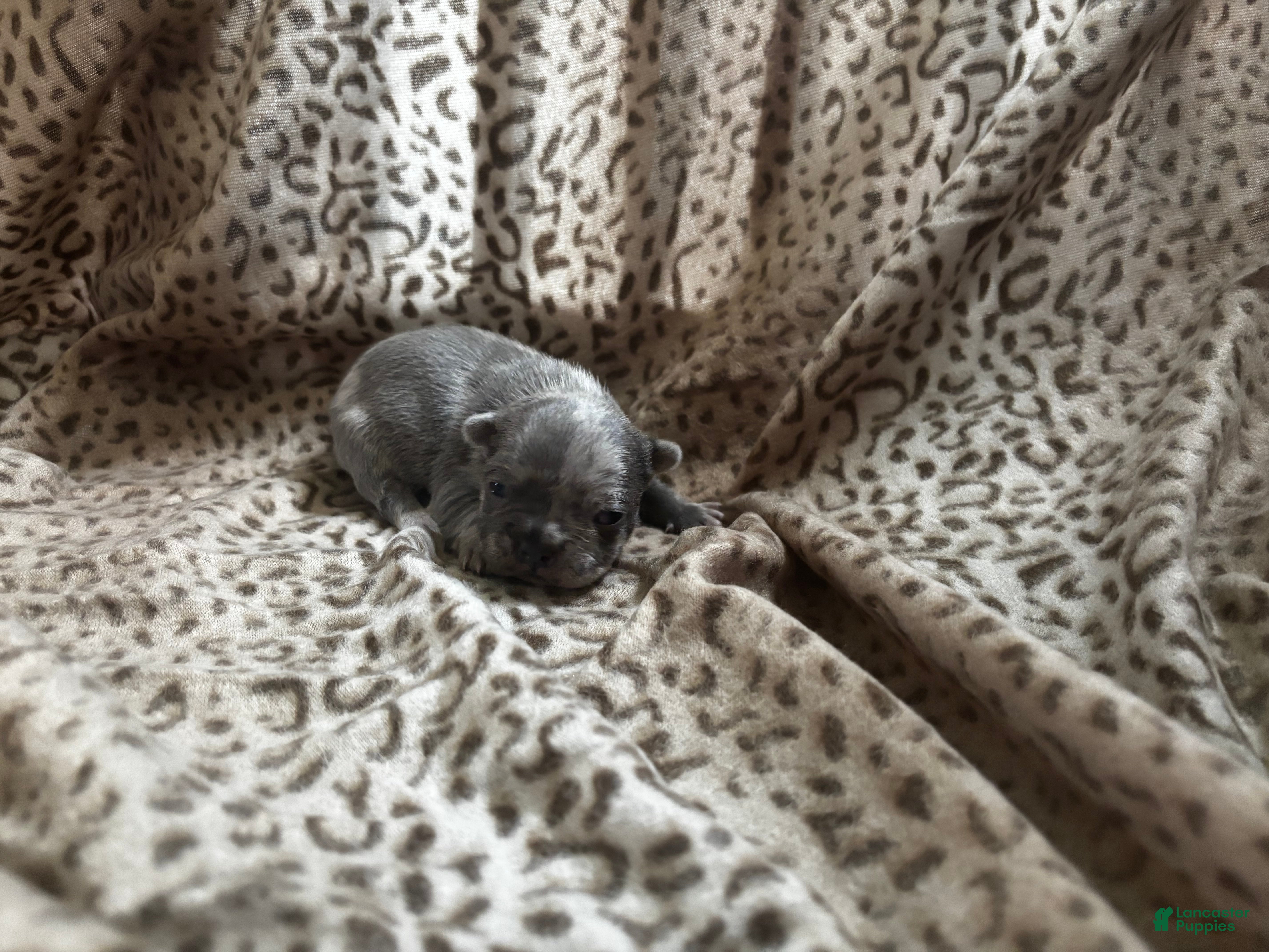 Mixed Breed dogs Ash - Ad 40