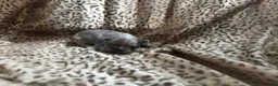 Mixed Breed dogs for sale: Ash - Ad 5