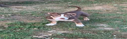 American Bully dogs for sale: Butters - Ad 4