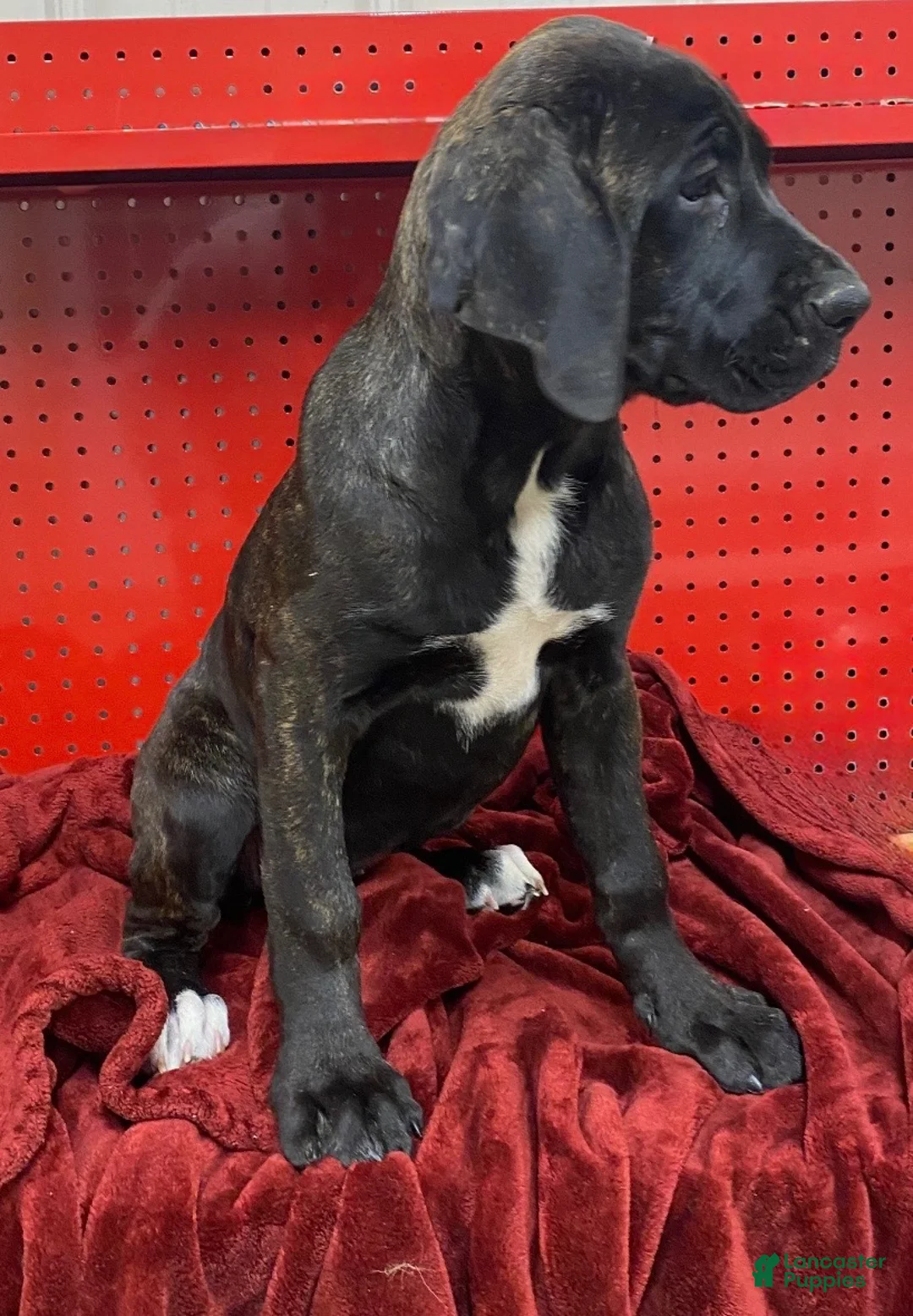 Cane Corso dogs for sale: Cane Corso Puppy 1 - Ad 2