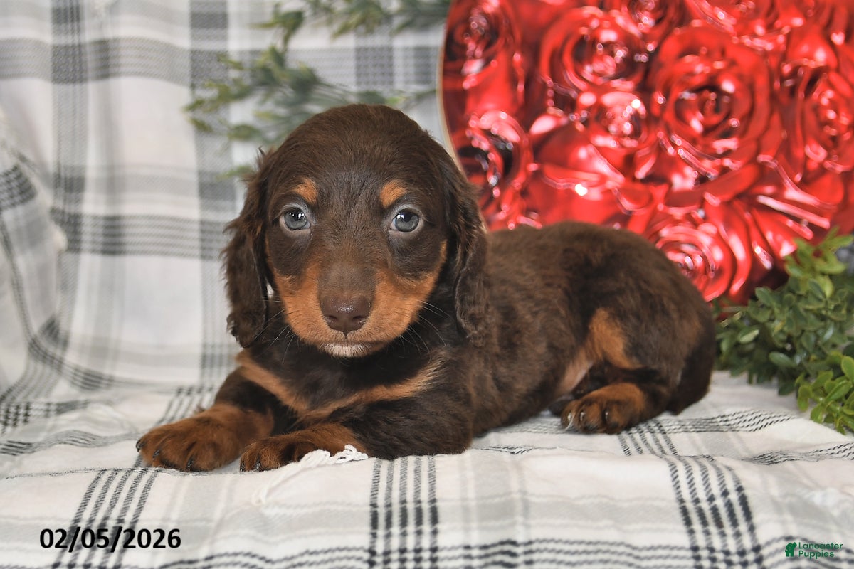 Miniature Dachshund dogs Coco - Ad 2