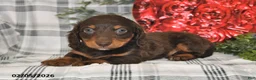 Miniature Dachshund dogs for sale: Coco - Ad 2