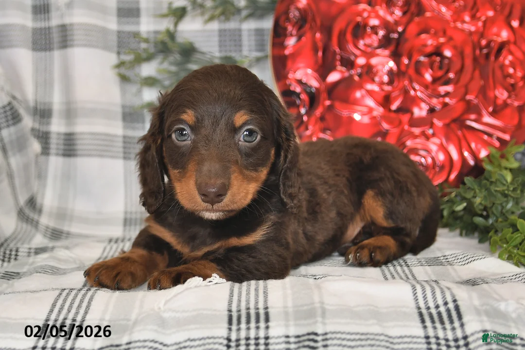 Miniature Dachshund dogs for sale: Coco - Ad 2