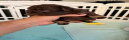 French Bulldog dogs for sale: Skittles - Ad 8