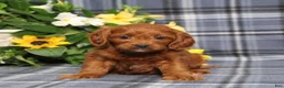 Cavapoo dogs for sale: BJ's Uber - Ad 6