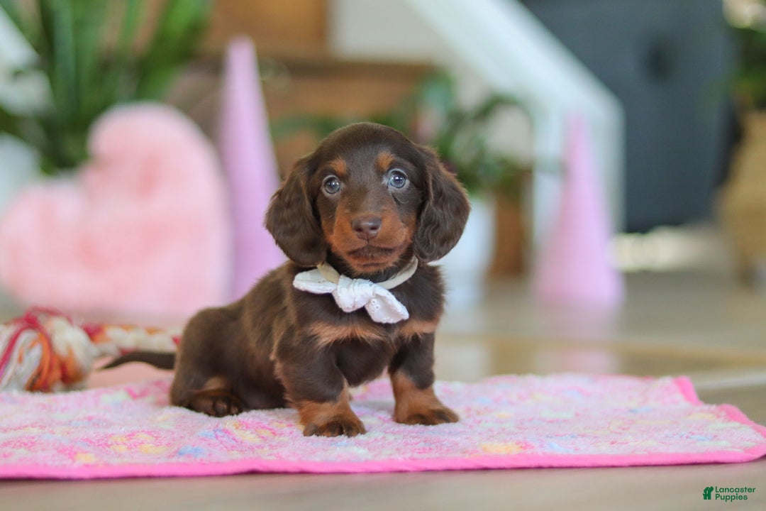 Miniature Dachshund dogs for sale: Skye - Ad 19