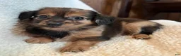 Chiweenie dogs for sale: Benny - Ad 5