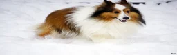 Shetland Sheepdog dogs for sale: Buckeye - Adult - Ad 7
