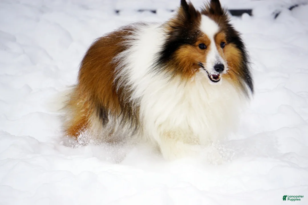 Shetland Sheepdog dogs for sale: Buckeye - Adult - Ad 7