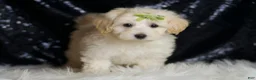 Maltipoo dogs for sale: Tundra - Ad 5