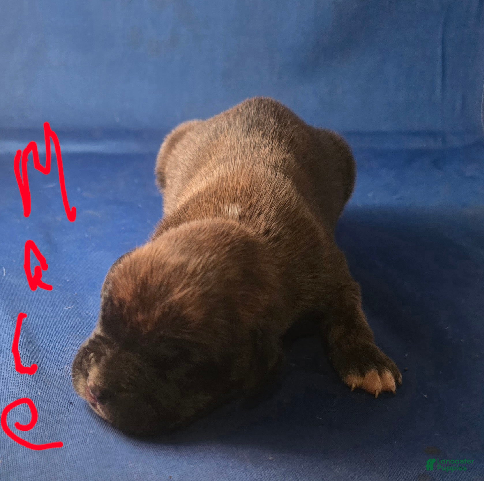 Boxer dogs Boxer Puppy 6 - Ad 1