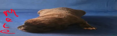 Boxer Puppy 6