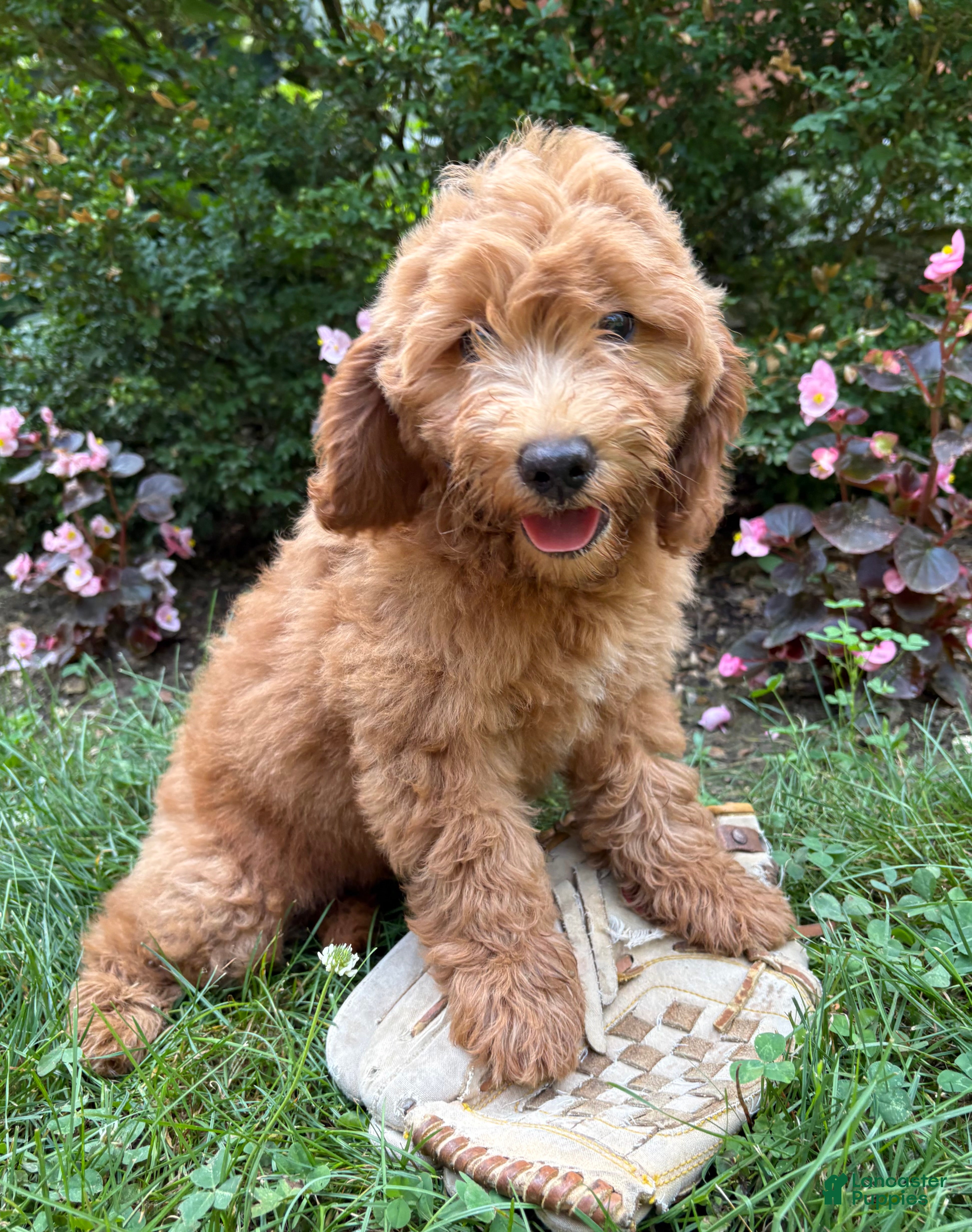 Mini Goldendoodle dogs Brooke - Ad 2