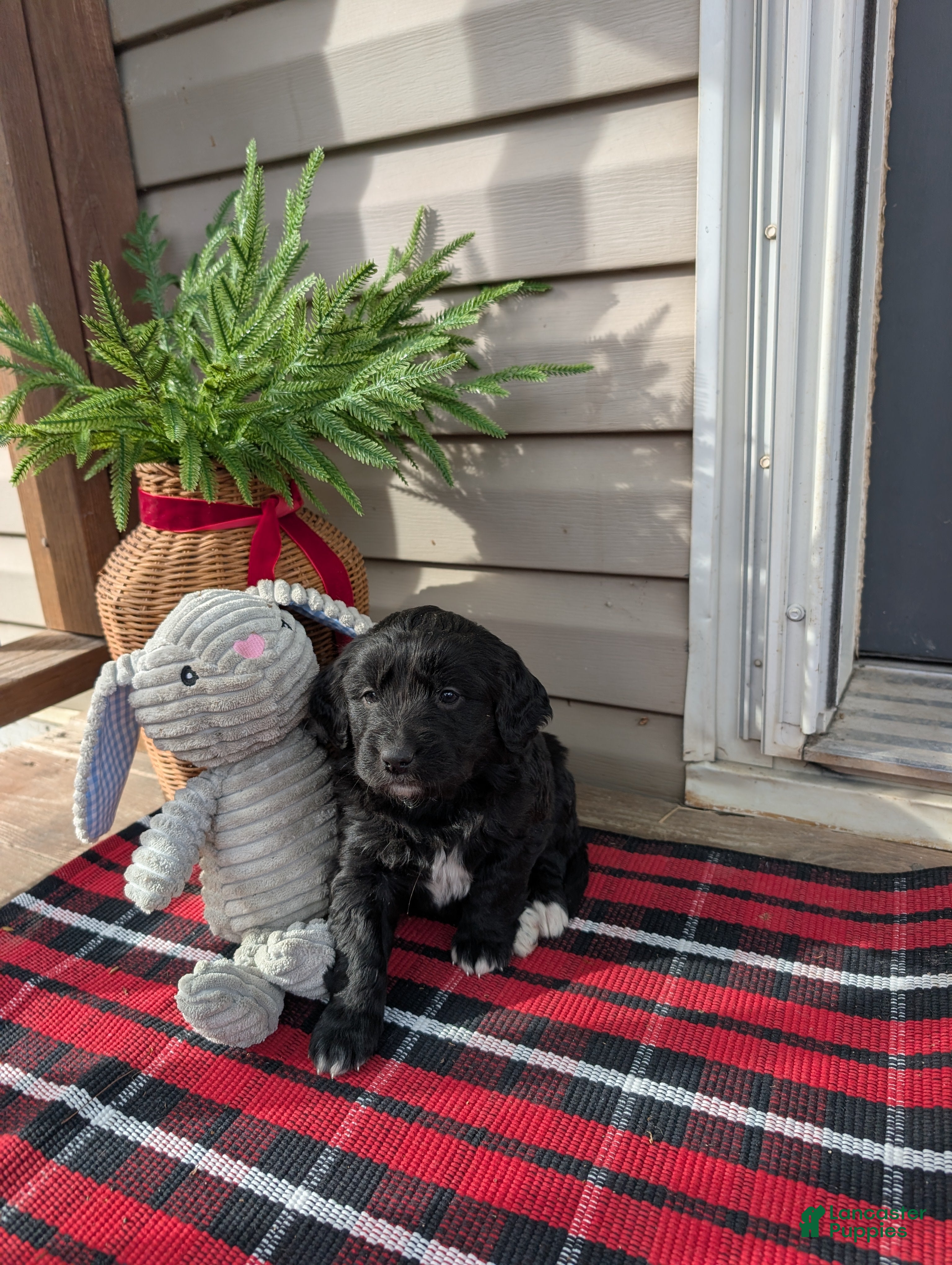 Mixed Breed dogs Teddy  - Ad 36