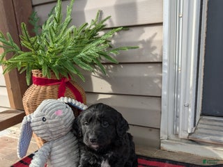 Mixed Breed dogs Teddy - Ad 12