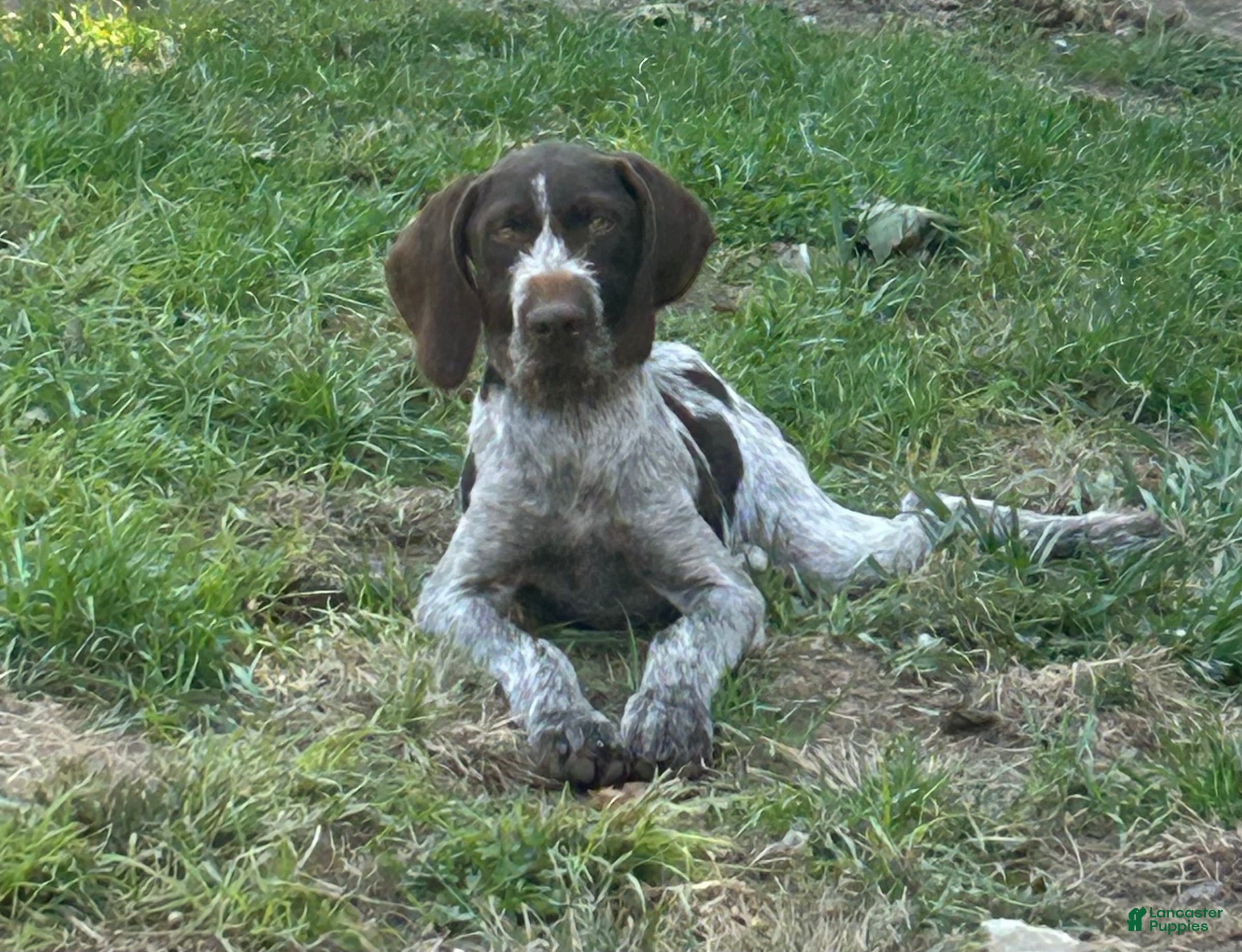 German Wirehaired Pointer Labrador Cross Pointer Puppies Border
