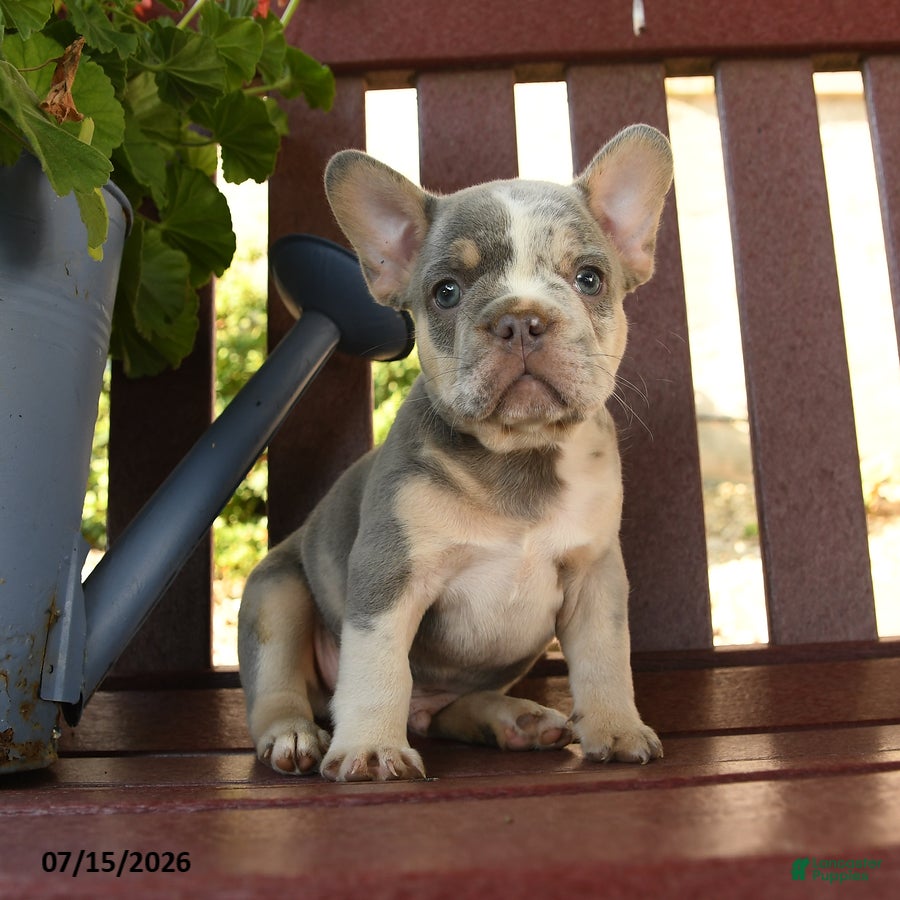 French Bulldog dogs Romeo - Ad 1