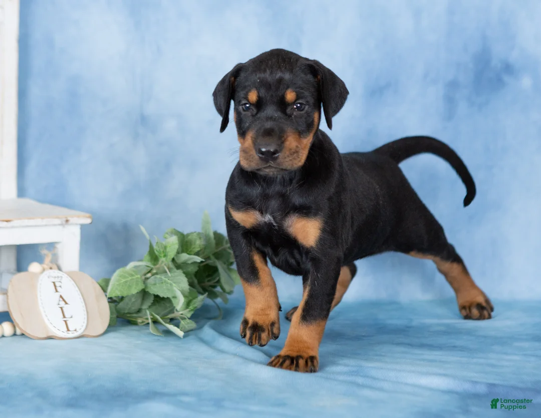 Mixed Breed dogs for sale: Classy - Ad 1